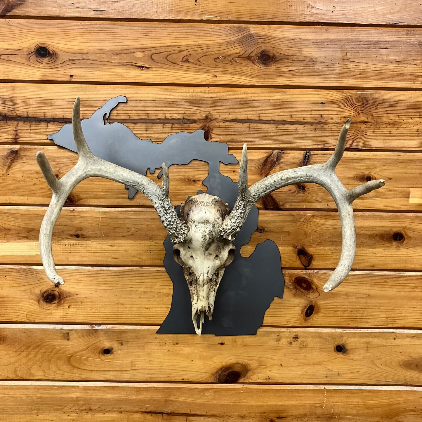 Michigan Flat Skull Mount