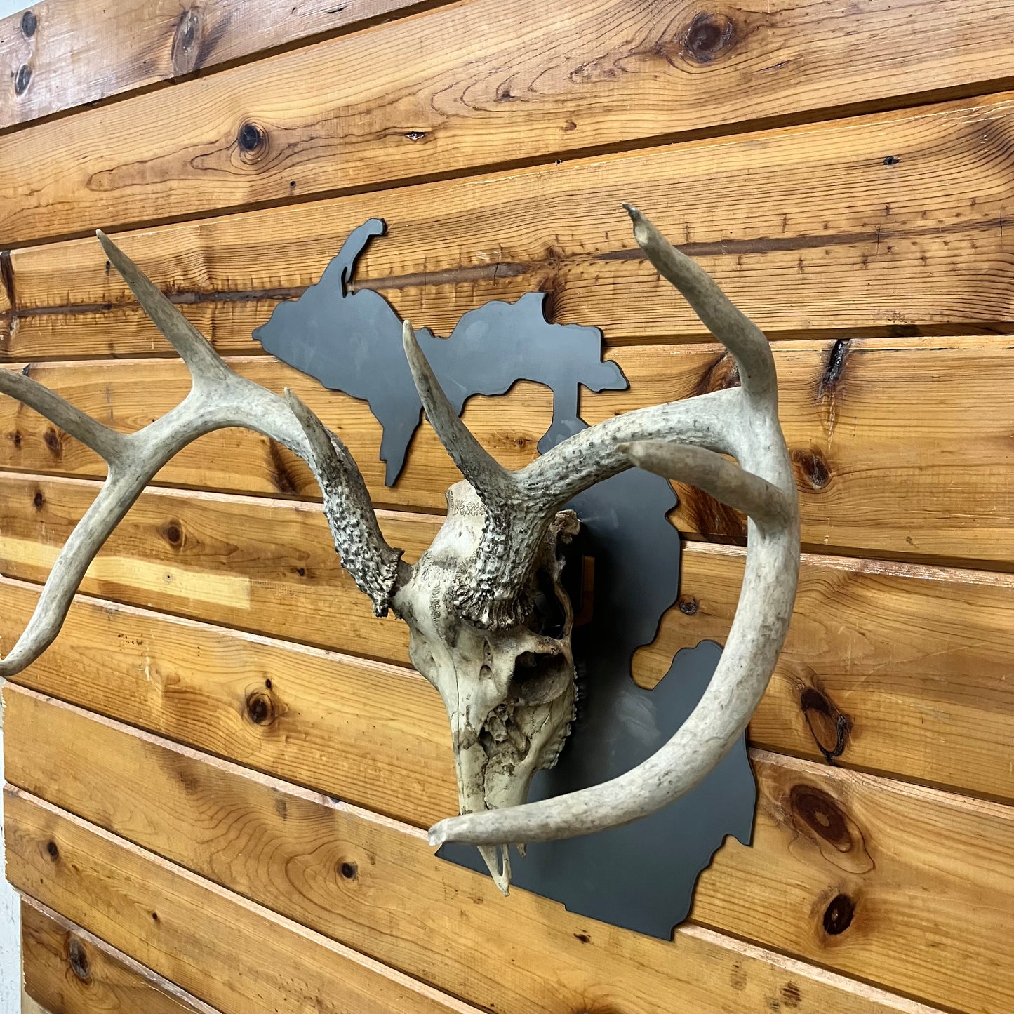 Michigan Flat Skull Mount